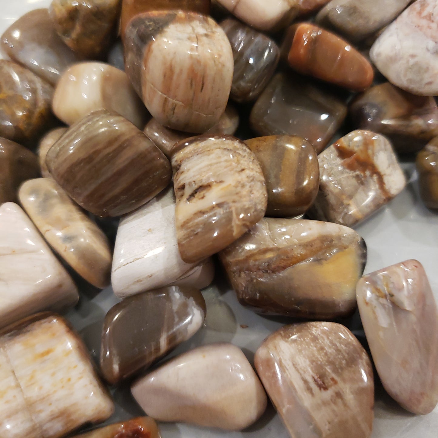 Petrified Wood Heavenly Healing