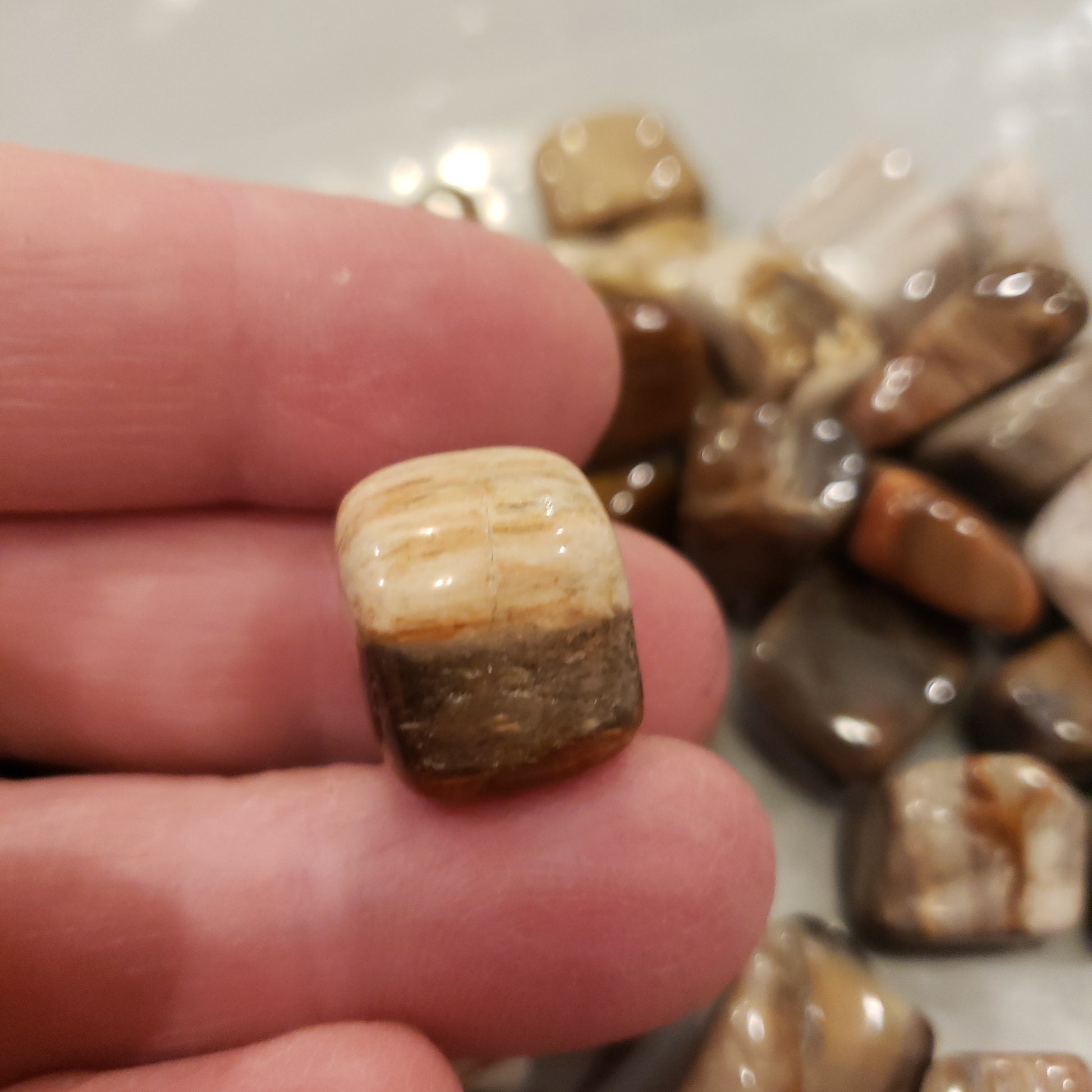 Petrified Wood Heavenly Healing