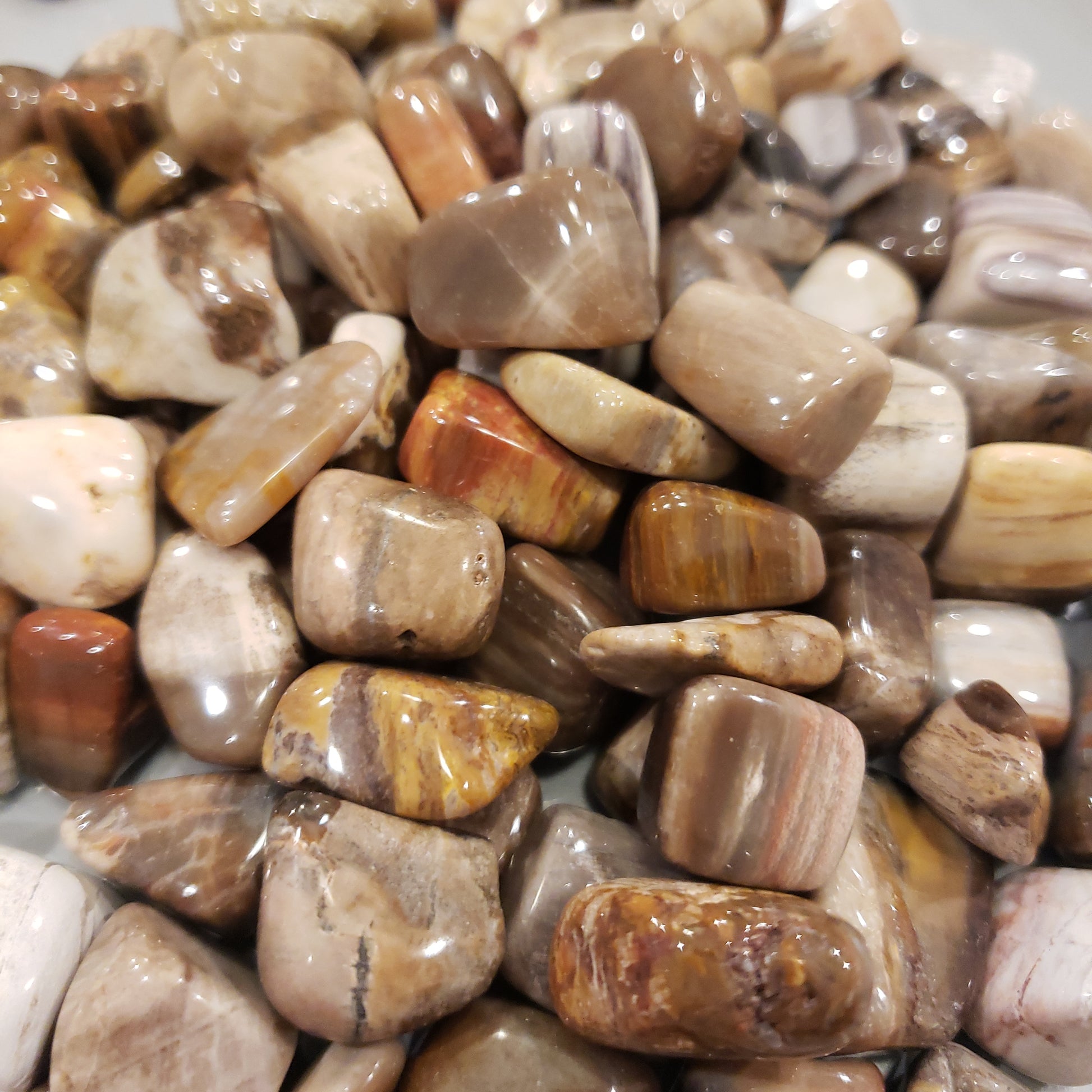 Petrified Wood Heavenly Healing