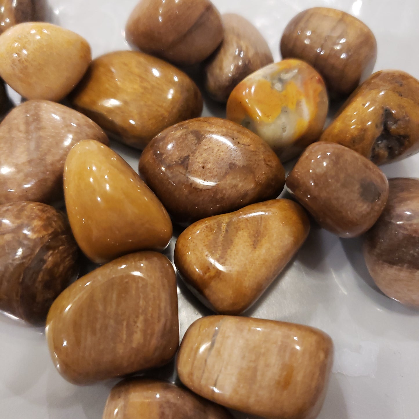 Petrified Wood Heavenly Healing