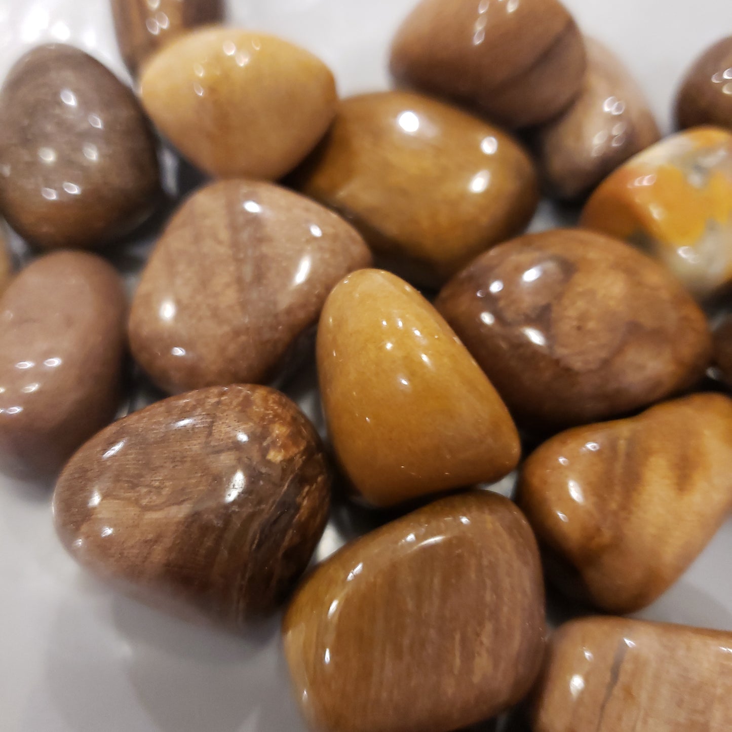 Petrified Wood Heavenly Healing