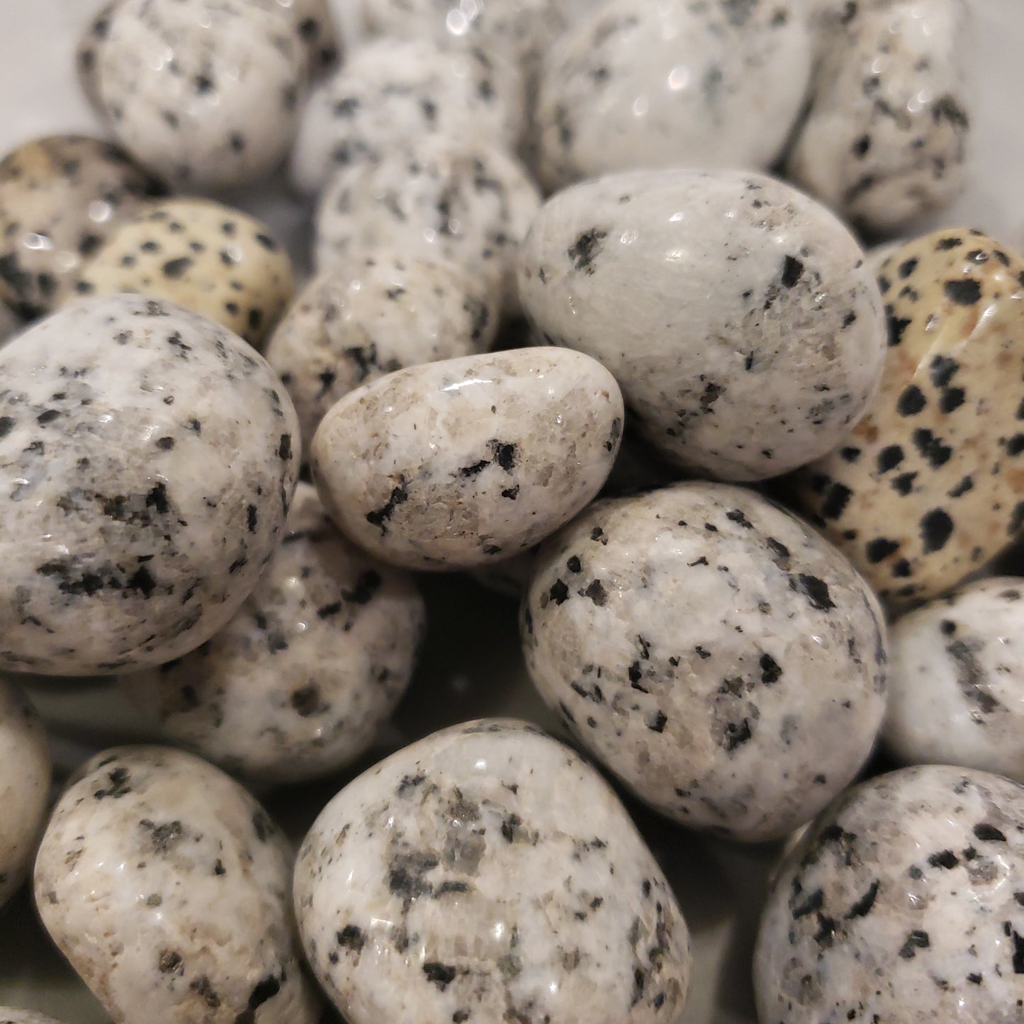 Dalmatian Heavenly Healing