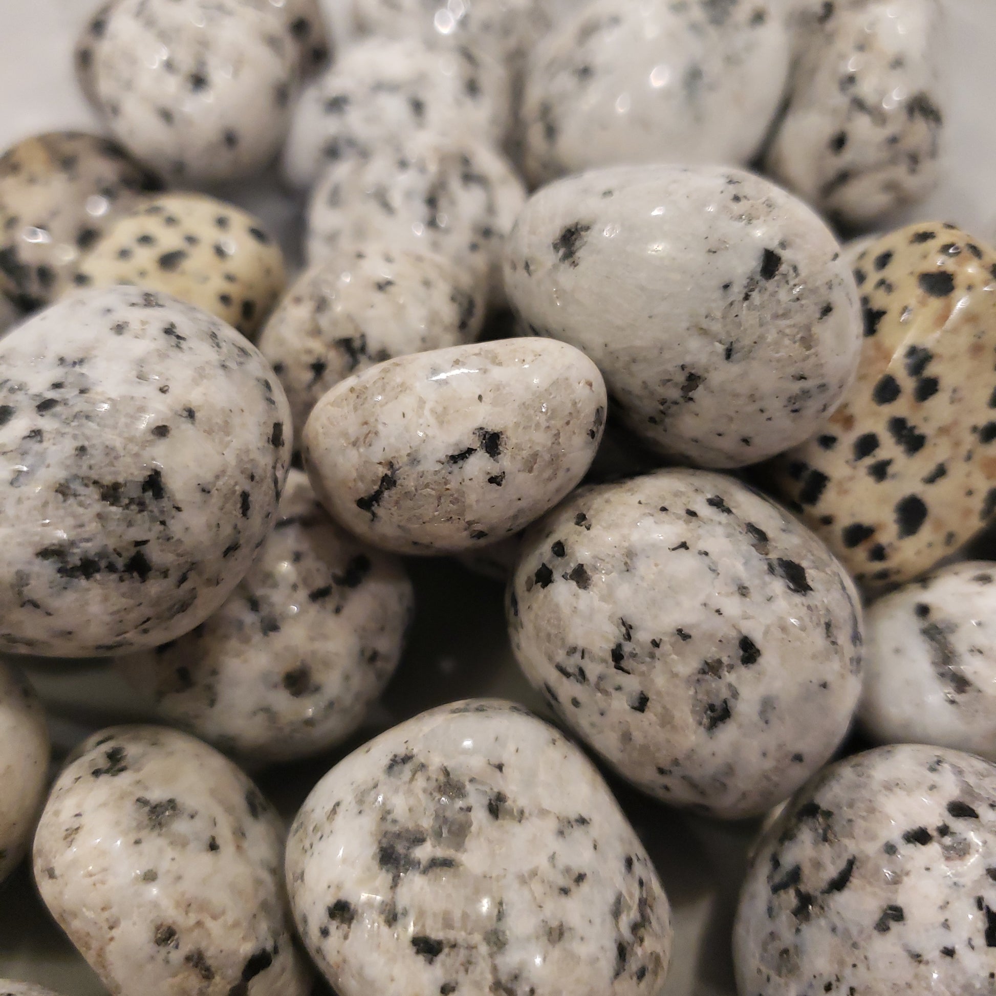 Dalmatian Heavenly Healing