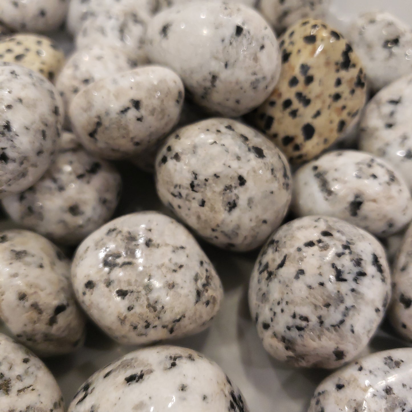 Dalmatian Heavenly Healing