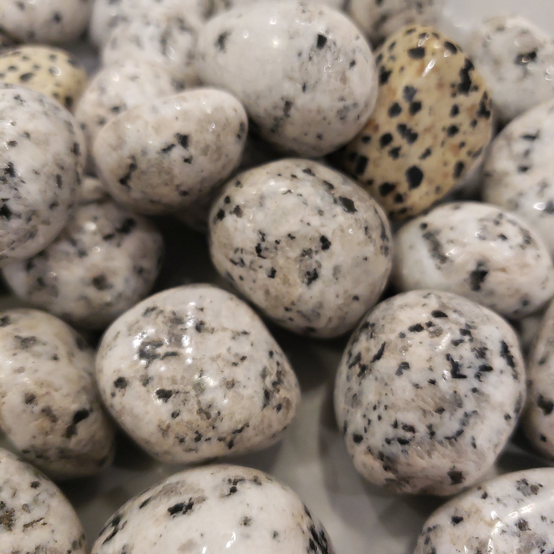 Dalmatian Heavenly Healing