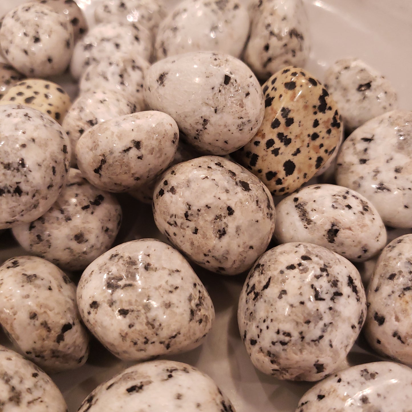 Dalmatian Heavenly Healing