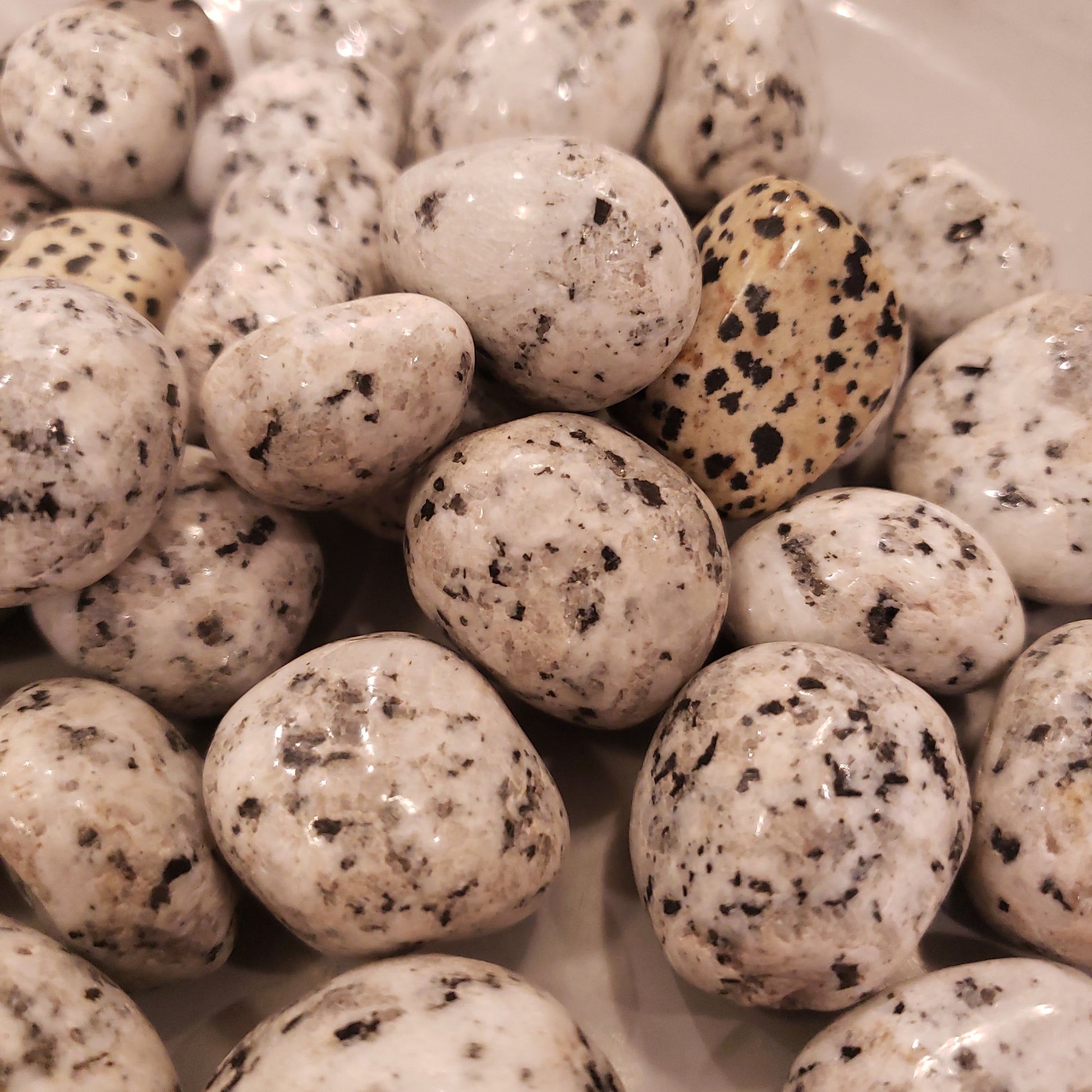 Dalmatian Heavenly Healing