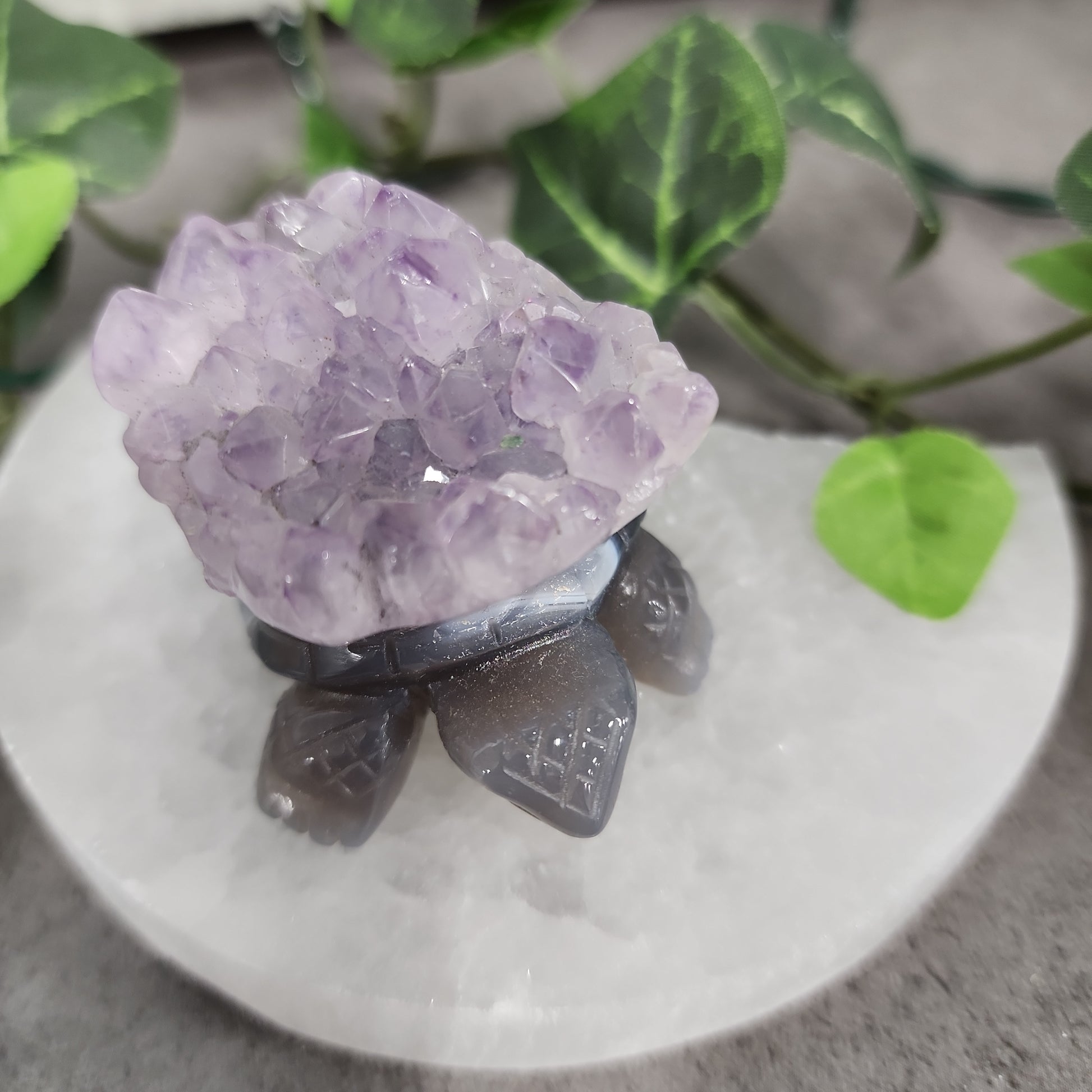 Turtles -Amethyst Heavenly Healing