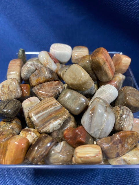 Petrified Wood Heavenly Healing